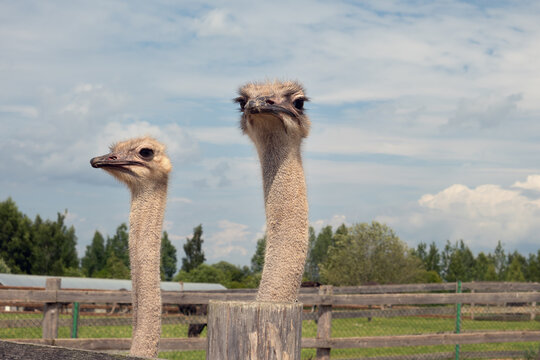 Two ostriches stand behind a wooden fence on an ostrich farm, raising their long necks against a partially cloudy sky. Zalavye Village, Pskov Oblast, Russia - July 26, 2026.