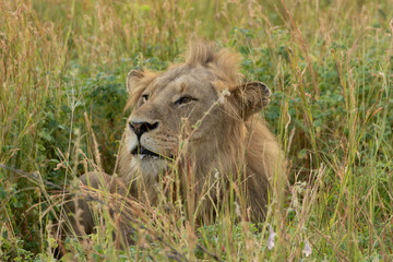 A male lion gazing into the distance while sitting amongst the long spinifex and flowers, captured during a safari in South Africa at sunset. © Alesha