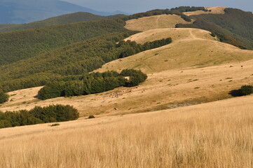 Sul sentiero verso la Croce del Pratomagno