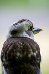 Fototapeta premium Australian Kookaburra perches calmly, head turned slightly