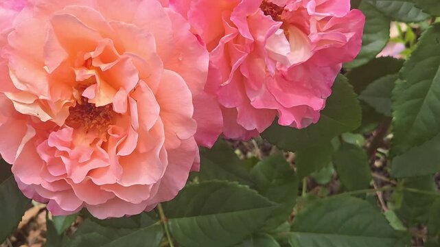 Roses blooming in a garden during springtime