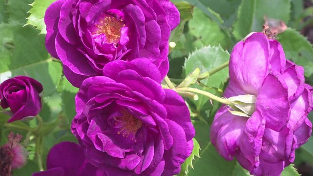 Flowers bloom in a garden on a sunny day while bees gather nectar