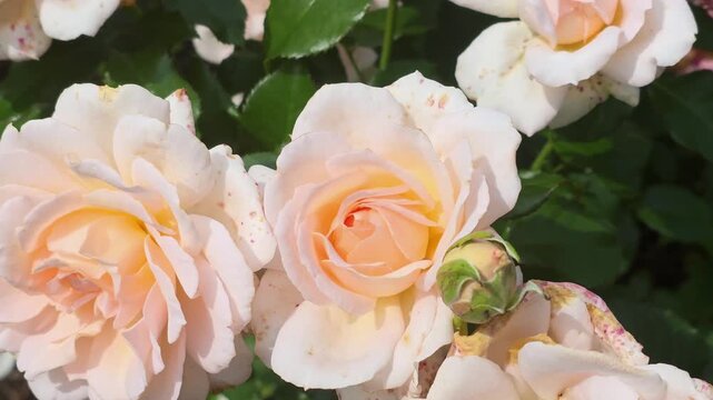 Roses bloom in a garden showing soft colors under bright sunlight