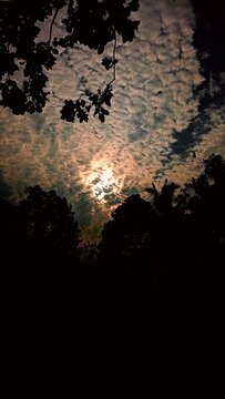 Dramatic altocumulus cloudscape silhouette framed by dark tree foliage at sunset.