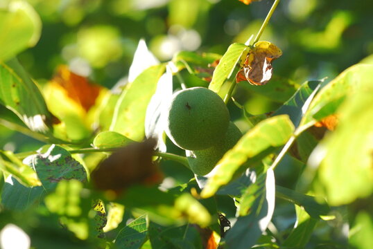 Green walnuts growing 
