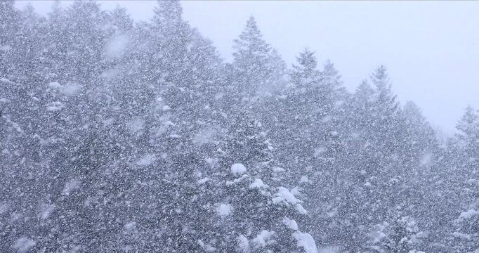 雪降る針葉樹の森