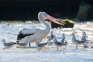 White pelican stands tall in shallow water © Travis