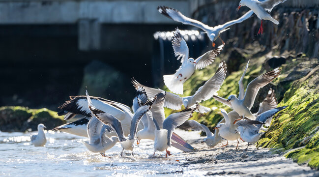 Seagulls splash in shallow water near mossy rocks