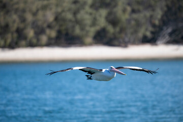Fototapeta premium Pelican soars gracefully over turquoise waters