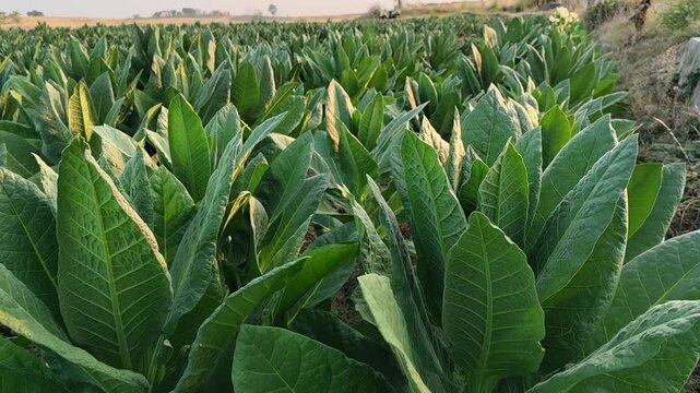 The image displays a dense, thriving field of tobacco plants stretching across the frame. In the foreground, the large, broad leaves are vibrant green with prominent, detailed veining, while the backg