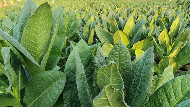 The image displays a dense, thriving field of tobacco plants stretching across the frame. In the foreground, the large, broad leaves are vibrant green with prominent, detailed veining, while the backg