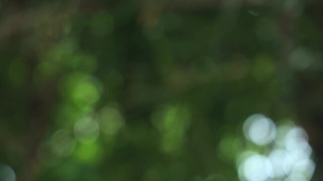 Muted Green Foliage Bokeh with Soft Light Circles