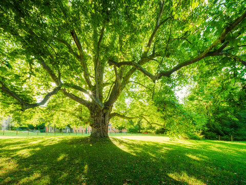 Riesige Platane im Park, die Sonne strahlt durchs Laub