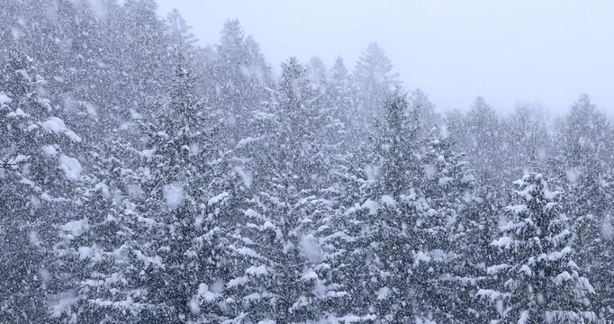 雪降る針葉樹の森