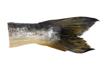 Detailed silvery fish caudal fin with golden brown scale texture © brovarky