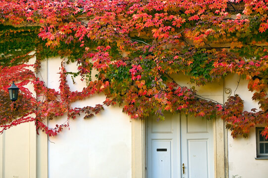 Traditional White Door and Lantern Covered with Colorful Autumn Ivy Leaves in Vienna Austria