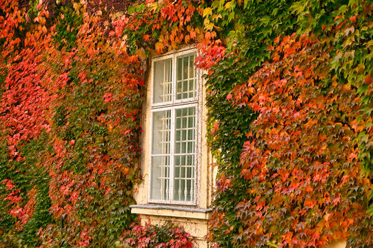 Traditional Viennese Building Window Covered with Colorful Ivy Leaves in Autumn Vienna Austria