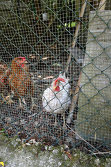 Group of chicken in a cage. Piano del Mommio, Massarosa, Viareggio, Tuscany, Italy. © glashaut