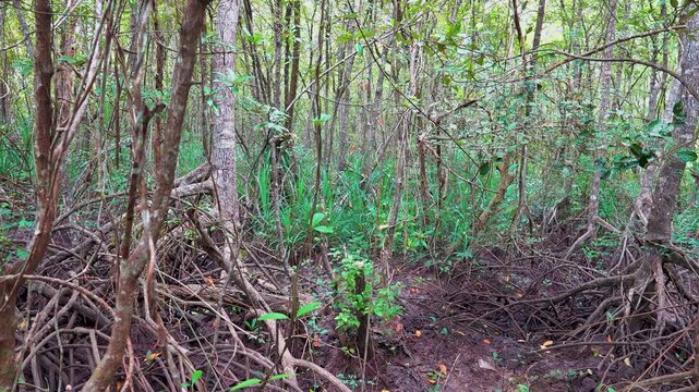 Mangrove forests at low tide. Thailand. The Andaman Sea. Bruguiera and Rhizophora with roots supports and aerial roots prevails