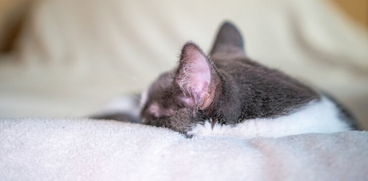 Cat Sleeping Blanket Couch