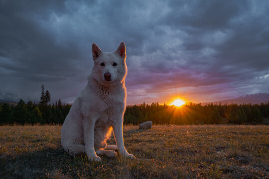 Beautiful white dog sitting on a grassy hill at sunset with golden sun rays shining through a pine forest under a dramatic stormy sky, pet travel and wilderness lifestyle concept