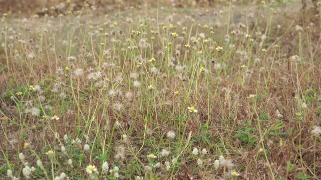Close up of dried Tridax procumbens flowers and dead grass during extreme El Nino drought on a Southeast Asian mountain farm, showing the severe ecological impact of climate change.