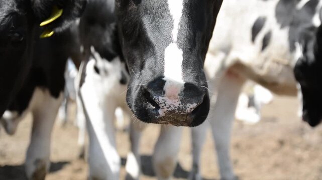 Extreme close-up video of a cow's nose and mouth with many other cows visible around the farm. 