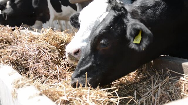 A close-up of a cow's face and head near a hay feeder on a farm, highlighting its features and expression in a peaceful rural setting.