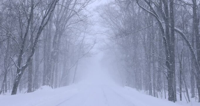 雪降る森と道