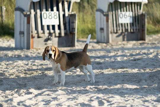 Beagle am fr&uuml;hen Abend am Hundestrand in Norddeich
