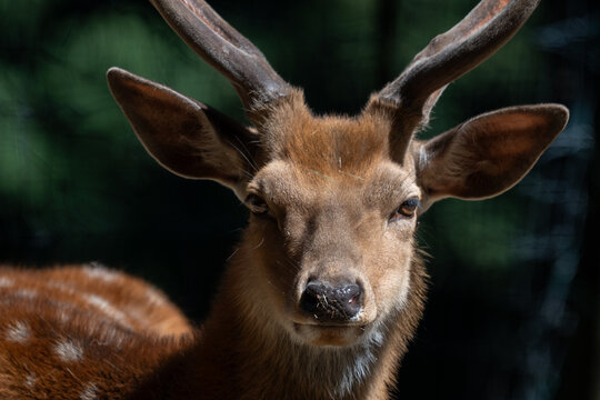 Close-up portrait of a male fallow deer in natural light