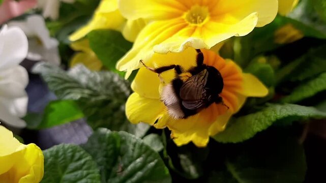 Macro video of fuzzy bumblebee gathering nectar nectar and pollen inside bright yellow primula flower. Insect pollination of spring flowers in garden outdoors close up.