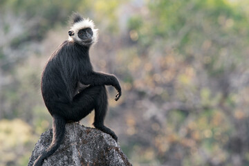 A dreaming Laotian Langur sits on a rock in the karst mountains in Laos, Asia. © Rob