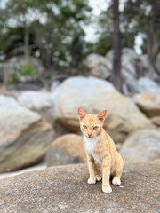 A domestic cat resting outdoors on coastal rocks © Rahadyan