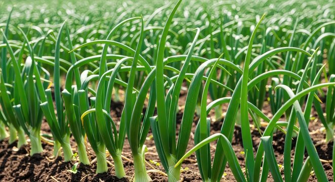 Detailed close-up view of vibrant green onion stalks growing in long organic rows across a fertile farm field under bright afternoon light, ground, seedling, crop