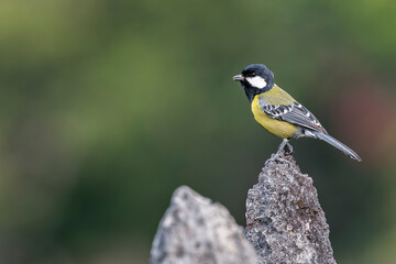Obraz premium A Green-backed Tit on a rock in Laos, Asia.