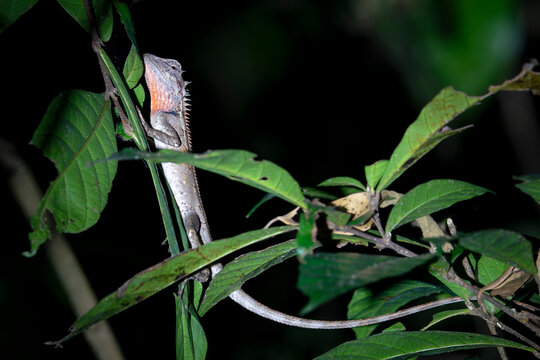 Oriental Garden Lizard - Calotes versicolor in Laos, Asia.