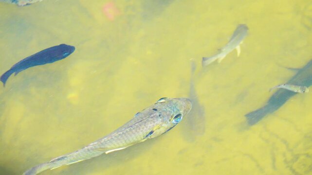There are many small koi carp in the park pond. Pond fish obviously don't eat up because they have a big head and a skinny body