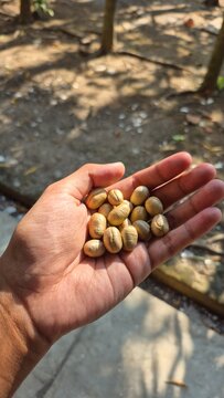 A handful of raw green coffee beans in parchment shell. Close up of farmer holding maragogype coffee parchment in hand.