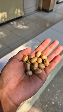 A handful of raw green coffee beans in parchment shell. Close up of farmer holding maragogype coffee parchment in hand.