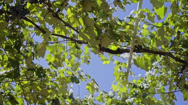 Low Angle View of Ripe Grapes on Vine Against Sky
