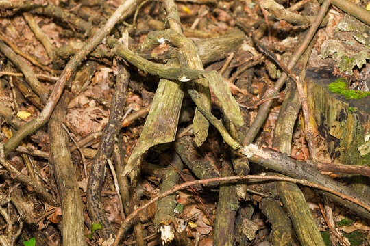 A pile of dry wooden branches and tree bark on the forest ground creates a natural chaotic pattern. This dry wood background is suitable for textures, environmental concepts, and outdoor nature compos