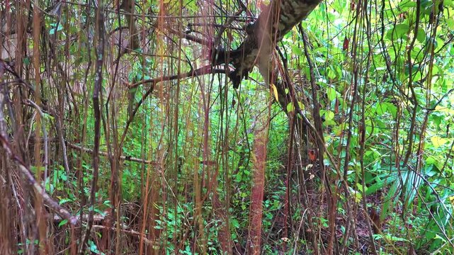 A traveler makes his way between the airy roots of a tropical tree in a rain forest. Thailand