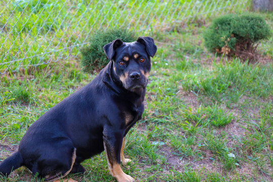 A portrait of a strong black and tan dog sitting attentively on the green grass outdoors. The dog, featuring Rottweiler mix characteristics, looks directly at the camera with a mesh wire fence visible