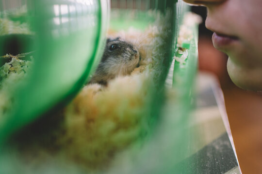 Domestic hamster looking through cage bars