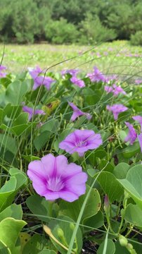 Katang-katang or Tapak Kuda is a creeping plant that is often found on sandy beaches. Ipomoea pes-caprae. Beautiful violet flowers with fresh green leaves. the shape is similar to trumpet. 