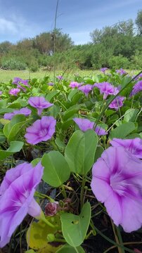 Katang-katang or Tapak Kuda is a creeping plant that is often found on sandy beaches. Ipomoea pes-caprae. Beautiful violet flowers with fresh green leaves. the shape is similar to trumpet. 