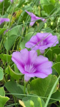 Katang-katang or Tapak Kuda is a creeping plant that is often found on sandy beaches. Ipomoea pes-caprae. Beautiful violet flowers with fresh green leaves. the shape is similar to trumpet. 