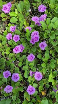 Katang-katang or Tapak Kuda is a creeping plant that is often found on sandy beaches. Ipomoea pes-caprae. Beautiful violet flowers with fresh green leaves. the shape is similar to trumpet. 