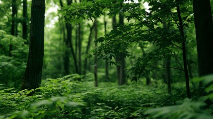 Fototapeta premium A lush green forest with tall trees and dense foliage creating a serene and immersive natural environment